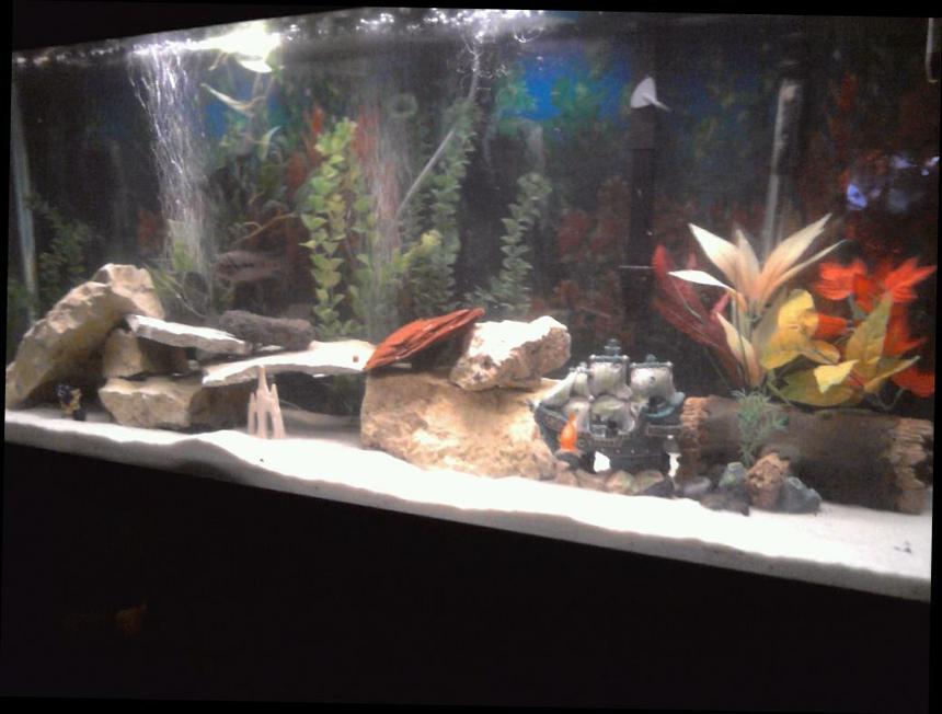 Rated #82: 55 Gallons Freshwater Fish Tank - freshwater tank