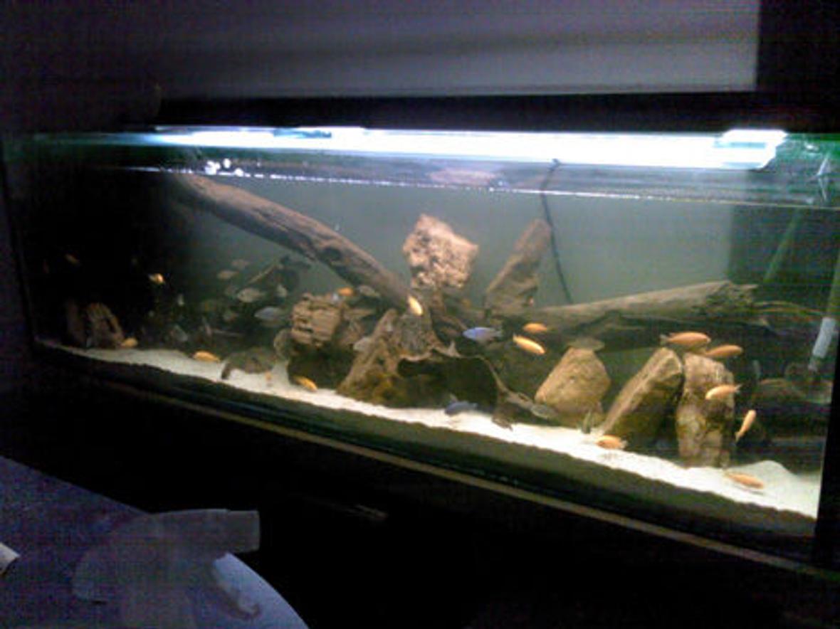 50 gallons freshwater fish tank (mostly fish and non-living decorations) - This is the front of the tank