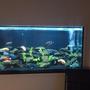 84 gallons freshwater fish tank (mostly fish and non-living decorations) - my tank