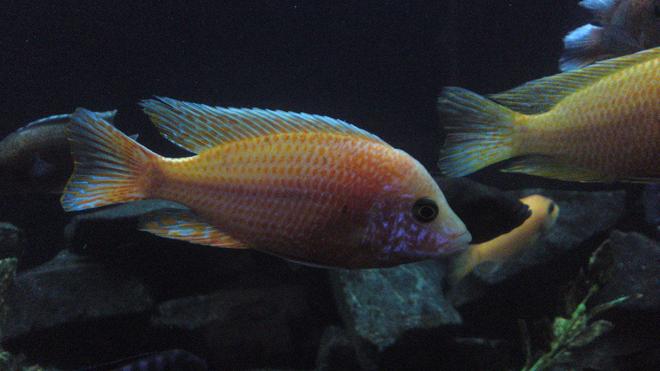 freshwater fish - aulonocara sp. - dragon blood peacock stocking in 84 gallons tank - my auloncara firefish ice