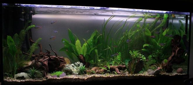 64 gallons planted tank (mostly live plants and fish) - Front side view