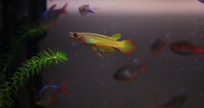 freshwater fish - pachypanchax playfairi - golden dream panchax killifish stocking in 64 gallons tank - Golden Panchax - incredibly inquisitive fish!