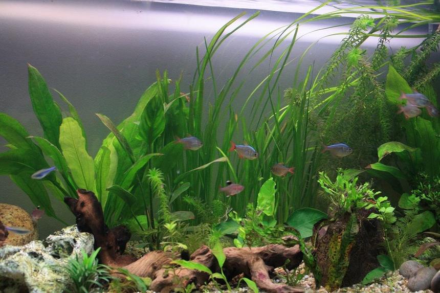 Rated #468: Freshwater Fish - Hyphessobrycon Colimbianus - Columbian Tetra Stocking In 64 Gallons Tank - Columbian Tetras, Blue Tetras, Rosy Tetras, others.