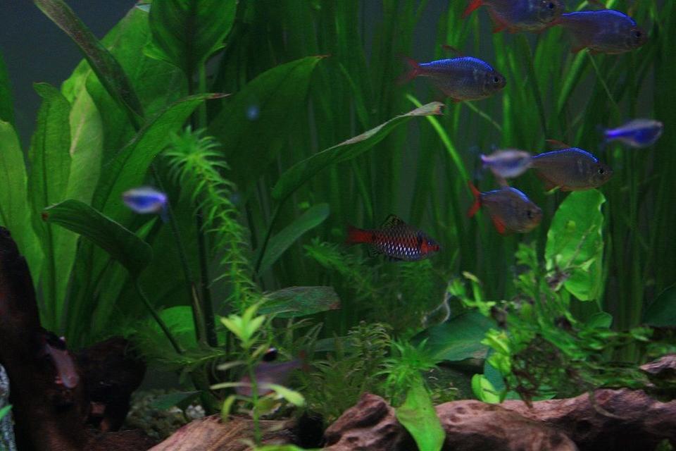 freshwater fish - puntius sp. - odessa barb stocking in 64 gallons tank - Odessa Barb and others