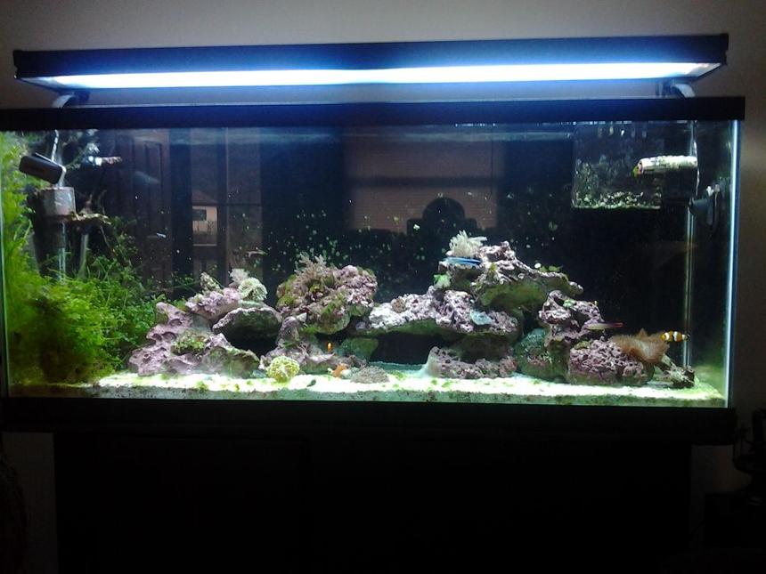 Rated #65: 55 Gallons Reef Tank - 55 gal