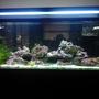 55 gallons reef tank (mostly live coral and fish) - 55 gal