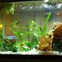 fish tank picture - More plants have been added.