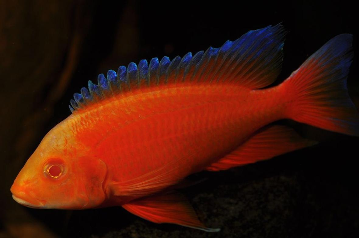 freshwater fish - aulonocara jacobfreibergi eureka - eureka red stocking in 180 gallons tank - my albino eureka