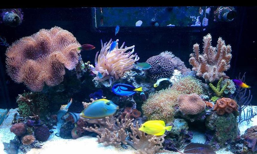 Rated #6: 65 Gallons Reef Tank - RED SEA 250 (65GAL)
PLENTY OF FISH, CORAL, AND INVERTS...