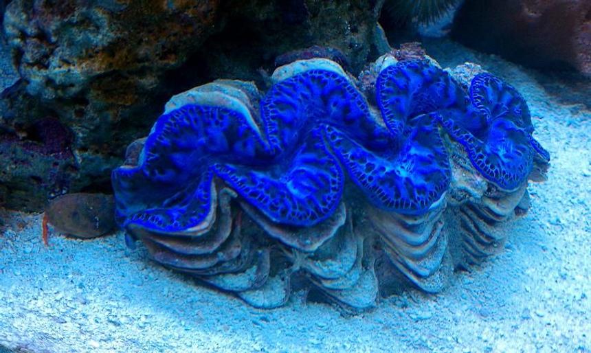 Rated #4: Corals Inverts - Tridacna Maxima - Maxima Clam Stocking In 65 Gallons Tank - 6" BLUE MAXIMA CLAM