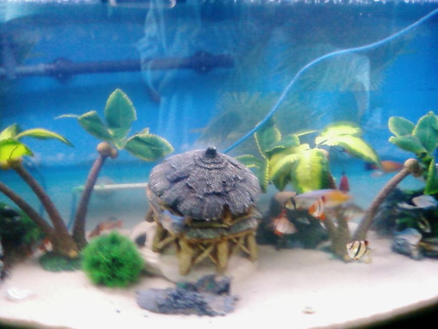 Rated #3152: 125 Gallons Freshwater Fish Tank - This is a 56 gal tank that I went from a 125 gal to a smaller one. Not large enough for I have purchased another 125 saltwater tank that I am making a freshwater tank out of.