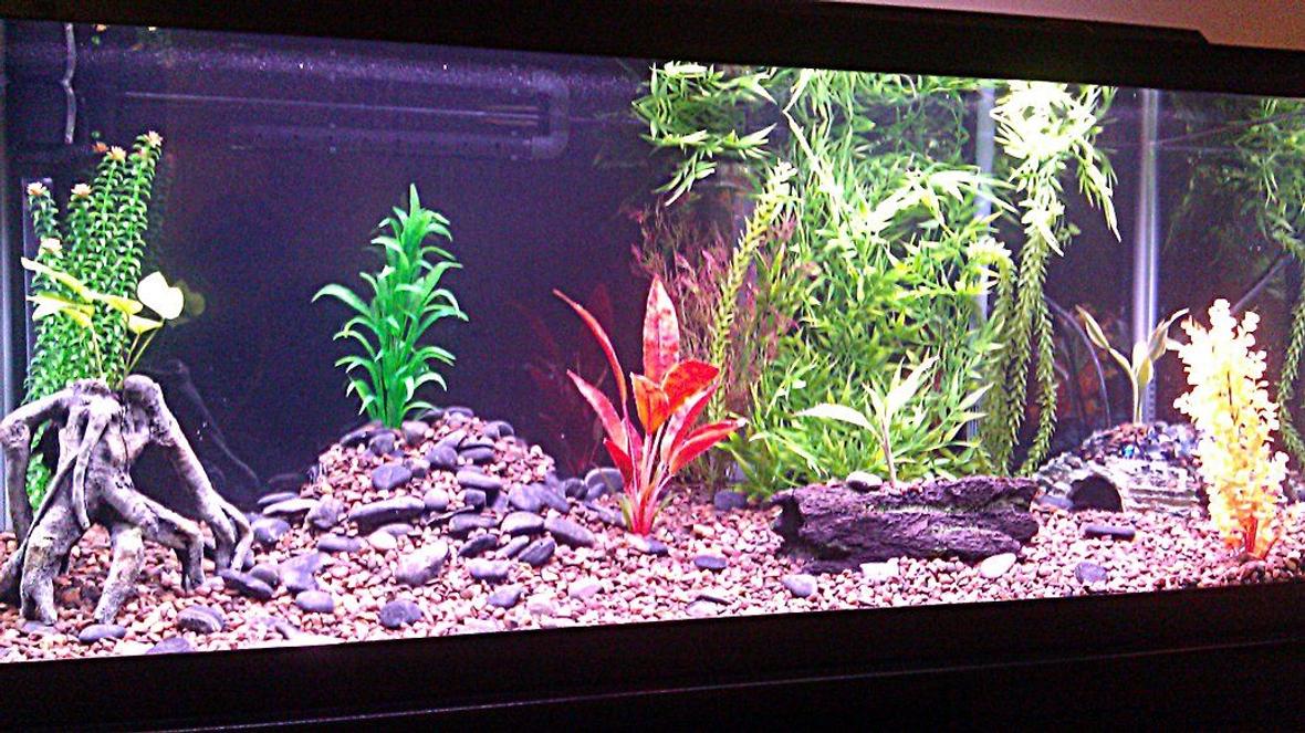 75 gallons freshwater fish tank (mostly fish and non-living decorations) - Here's my 75 gallon freshwater. Don't be too hard on me, I'm new to the hobby. I just added a new fish today, an Electric Catfish! I'm so excited. I also really love my Delhezi Bichir. Other fish also in the tank: Senegal bichir and striped raphael and featherfin cats. I have a couple live plants. I have a few ideas for my tank and will be changing things up soon. I just love this stuff! Any suggestions would be appreciated, Thanks.