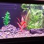 75 gallons freshwater fish tank (mostly fish and non-living decorations) - Here's my 75 gallon freshwater. Don't be too hard on me, I'm new to the hobby. I just added a new fish today, an Electric Catfish! I'm so excited. I also really love my Delhezi Bichir. Other fish also in the tank: Senegal bichir and striped raphael and featherfin cats. I have a couple live plants. I have a few ideas for my tank and will be changing things up soon. I just love this stuff! Any suggestions would be appreciated, Thanks.