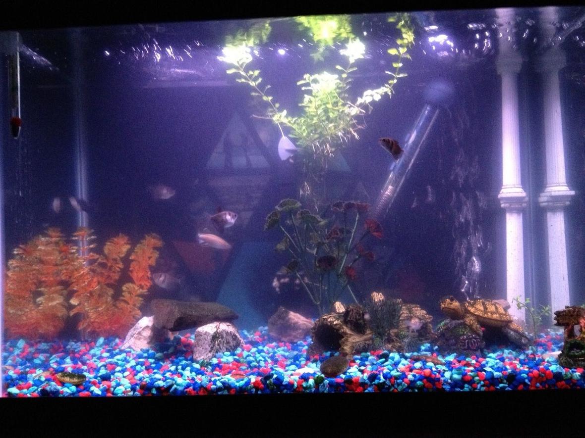 20 gallons freshwater fish tank (mostly fish and non-living decorations) - my tank 3/9/12