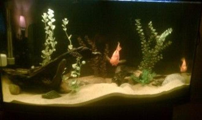 55 gallons freshwater fish tank (mostly fish and non-living decorations) - enjoy