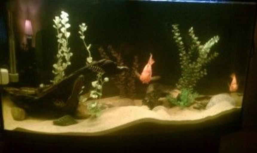 Rated #2265: 55 Gallons Freshwater Fish Tank - enjoy