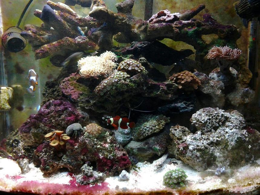Rated #46: 30 Gallons Reef Tank - Full View