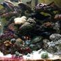 30 gallons reef tank (mostly live coral and fish) - Full View