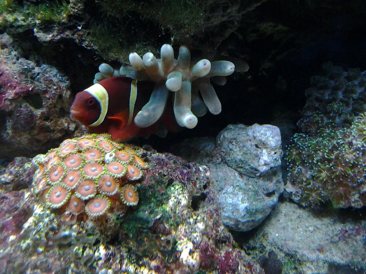 saltwater fish - premnas biaculeatus - yellowstripe maroon clownfish stocking in 30 gallons tank - My YellowStripe Maroon in his Green Bubble Anenome.