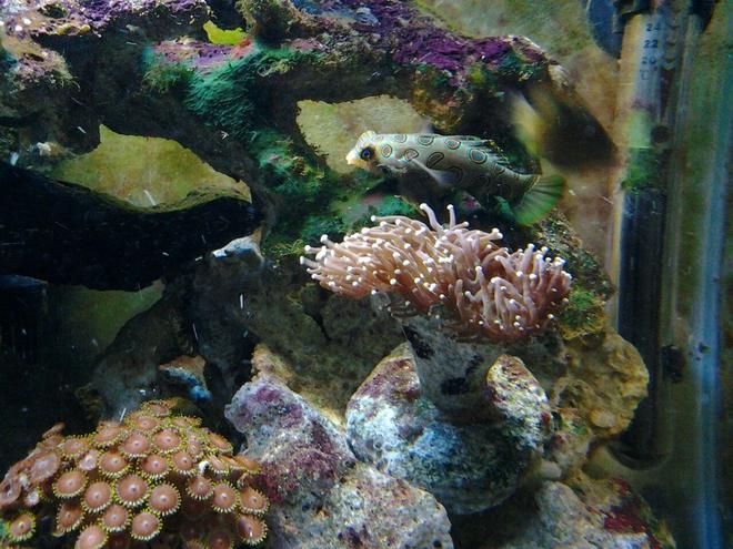 saltwater fish - synchiropus picturatus - spotted mandarin stocking in 30 gallons tank - Spotted Mandarin, Purple Torch Coral, and some Zoes
