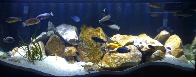75 gallons freshwater fish tank (mostly fish and non-living decorations) - 75 Gallon Mbuna Reef
