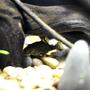 fish tank picture - clown pleco