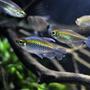 freshwater fish - phenacogrammus interruptus - congo tetra stocking in 29 gallons tank - my one male congo
