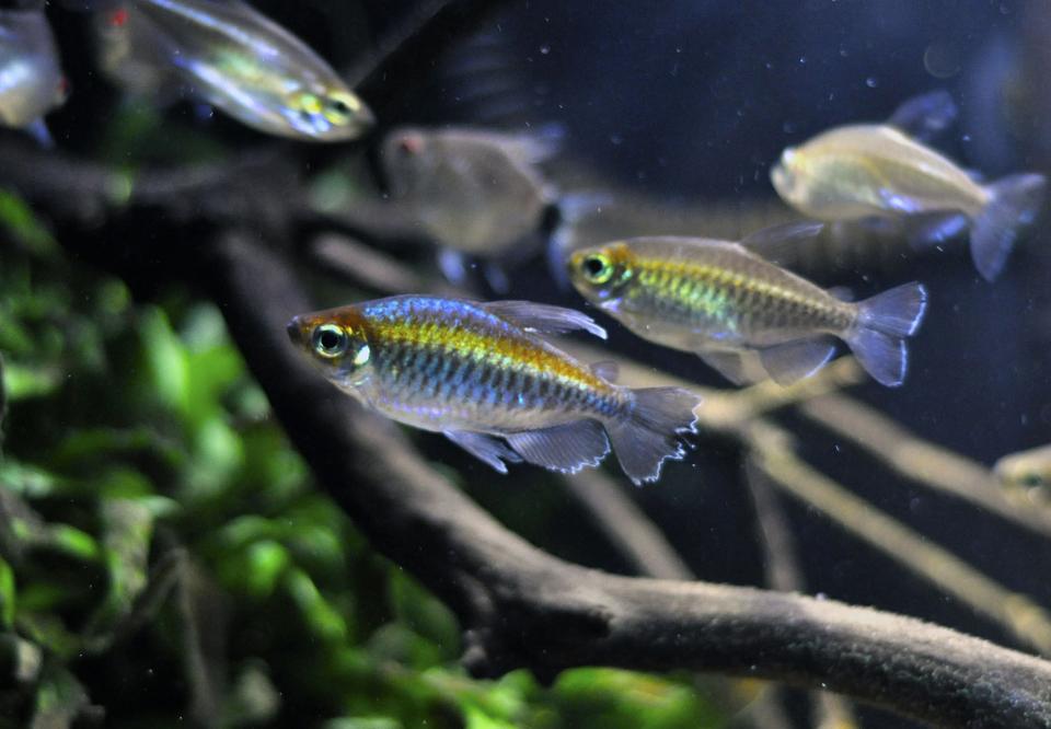 freshwater fish - phenacogrammus interruptus - congo tetra stocking in 29 gallons tank - my one male congo