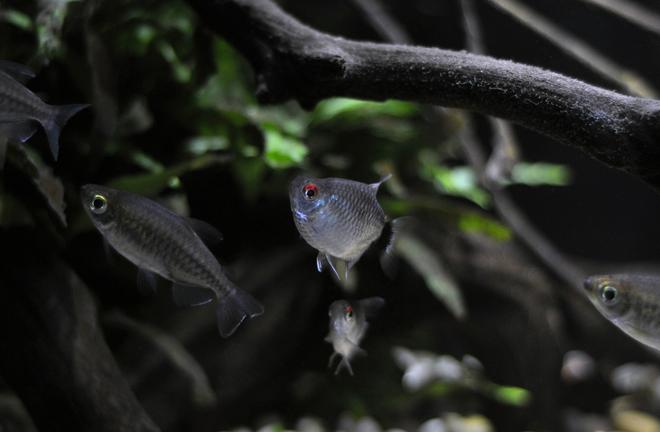 freshwater fish - moenkhausia sanctaefilomene - red eye tetra stocking in 29 gallons tank - Red Eye Tetra(Balloon version) I recommend going with the regular ones, these guys aren't the heartiest, but 3 of 8 persevered for 2 years so far