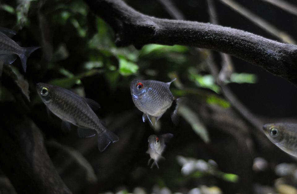 freshwater fish - moenkhausia sanctaefilomene - red eye tetra stocking in 29 gallons tank - Red Eye Tetra(Balloon version) I recommend going with the regular ones, these guys aren't the heartiest, but 3 of 8 persevered for 2 years so far