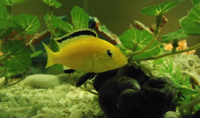 freshwater fish - labidochromis caeruleus - electric yellow cichlid stocking in 50 gallons tank - yellow prince cichlids