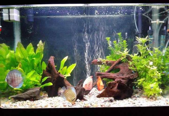 35 gallons planted tank (mostly live plants and fish) - Discus ,Neon Tetras