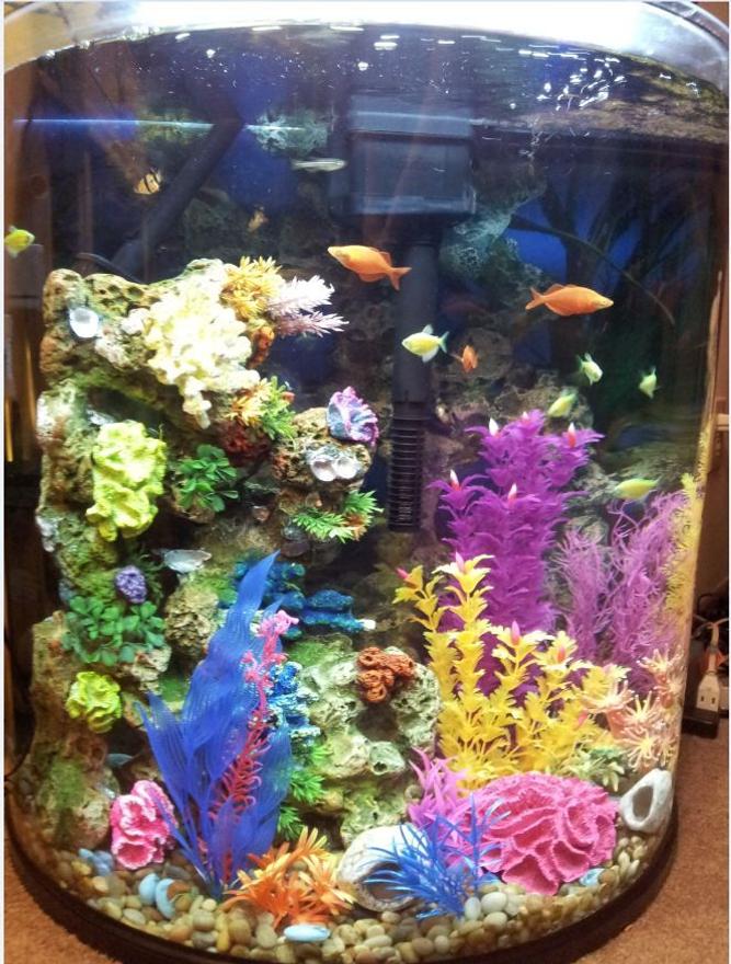 30 gallons freshwater fish tank (mostly fish and non-living decorations) - 30 gallon half moon