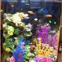 30 gallons freshwater fish tank (mostly fish and non-living decorations) - 30 gallon half moon