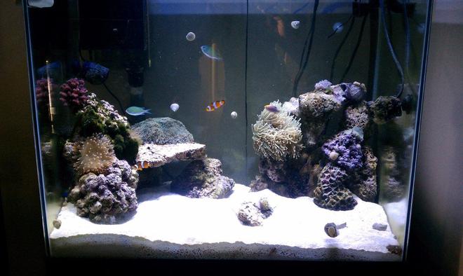 corals inverts stocking in 56 gallons tank - 3 Months