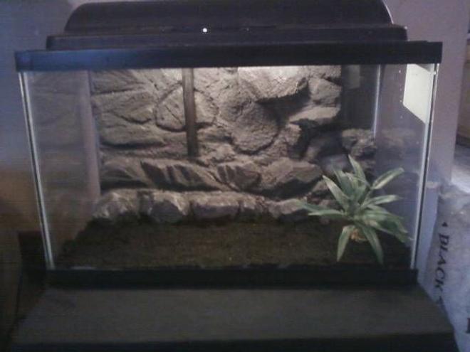10 gallons reef tank (mostly live coral and fish) - 10 gallon with DiY 3D background.