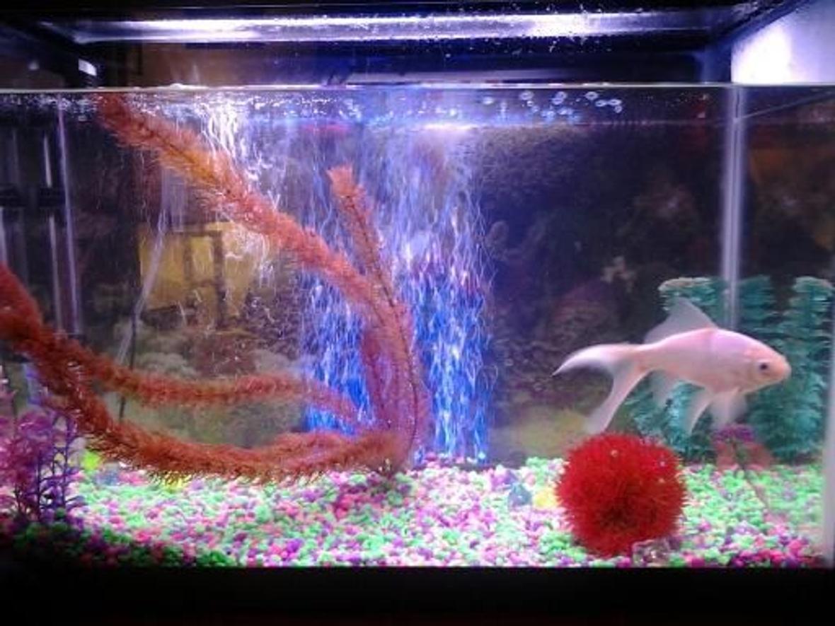 20 gallons freshwater fish tank (mostly fish and non-living decorations) - Biggy