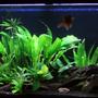 90 gallons planted tank (mostly live plants and fish)