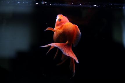 freshwater fish - carassius auratus - red ryukin goldfish stocking in 90 gallons tank