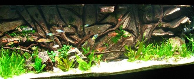 135 gallons planted tank (mostly live plants and fish) - 135 Gallon Planted with Custom Background