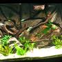135 gallons planted tank (mostly live plants and fish) - 135 Gallon Planted with Custom Background