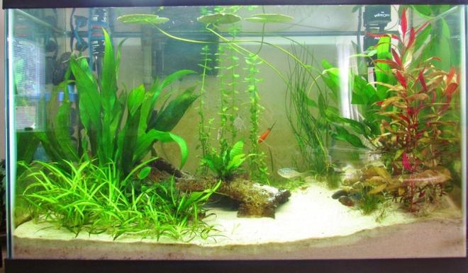 29 gallons planted tank (mostly live plants and fish) - 29 G. Freshwater Planted Tank. 3
Months Old.
