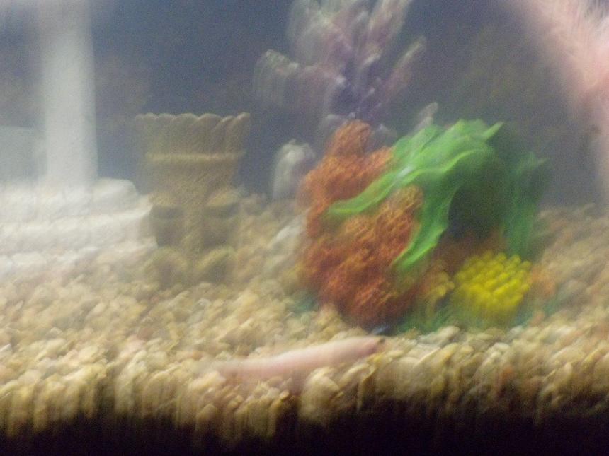 Rated #2493: Freshwater Fish - Misgurnus Anguillicaudatus - Dojo Loach Stocking In 37 Gallons Tank - my loach, not sure what kind he is