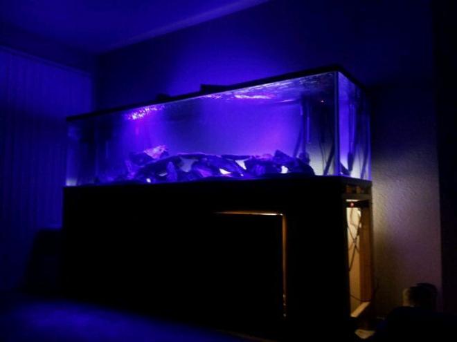 240 gallons freshwater fish tank (mostly fish and non-living decorations) - 240 Gallon Burundi Tank