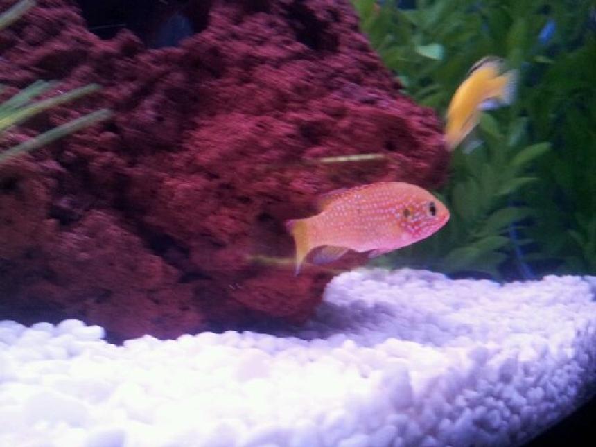 Rated #65: Freshwater Fish - Hemichromis Bimaculatus - Jewel Cichlid Stocking In 45 Gallons Tank - my jewel cichlid
