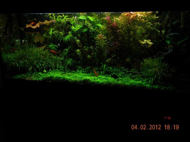 76 gallons planted tank (mostly live plants and fish)