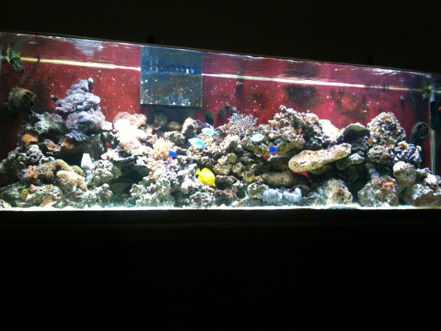 Rated #47: 125 Gallons Reef Tank - my 125 at 6 months