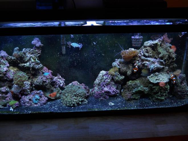 55 gallons reef tank (mostly live coral and fish) - 55 Gallon Reef