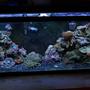 55 gallons reef tank (mostly live coral and fish) - 55 Gallon Reef