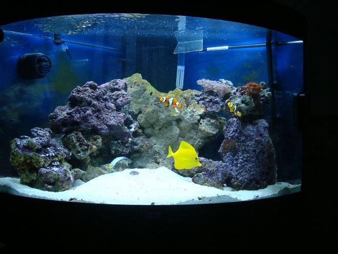 50 gallons saltwater fish tank (mostly fish, little/no live coral) - Juwel Trigon 190 about 5 weeks after purchase.